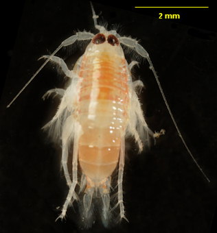 Urothoe grimaldii