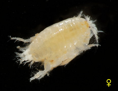 Urothoe poseidonis