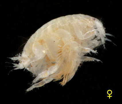 Urothoe poseidonis