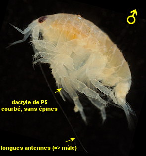 Urothoe poseidonis