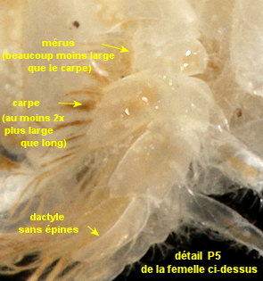 Urothoe poseidonis