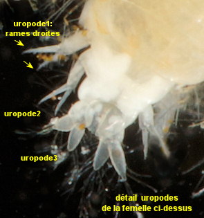 Urothoe poseidonis