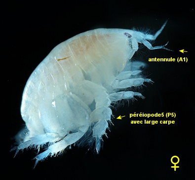 Urothoe pulchella