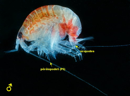 Urothoe pulchella