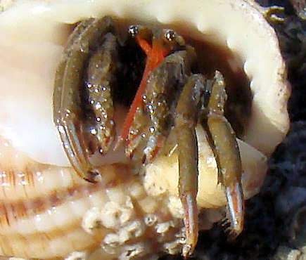 Clibanarius erythropus