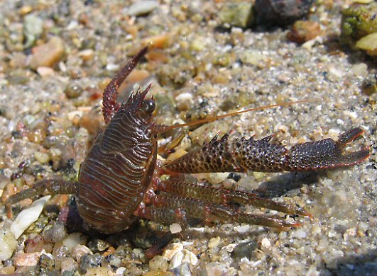 Galathea squamifera