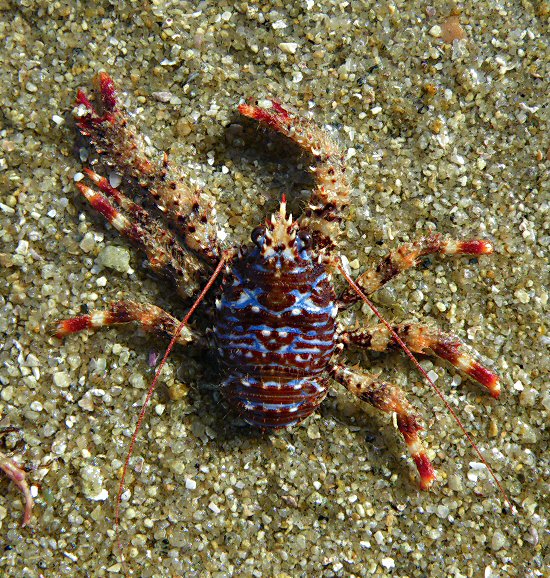 Galathea strigosa