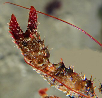 Galathea strigosa