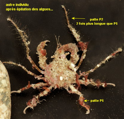 Achaeus cranchii