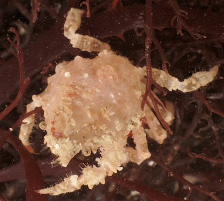 Eurynome spinosa