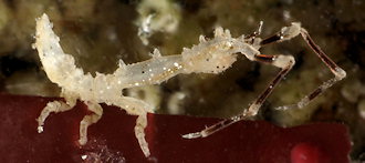 Astacilla damnoniensis