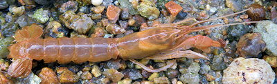 Axius Stirynchus