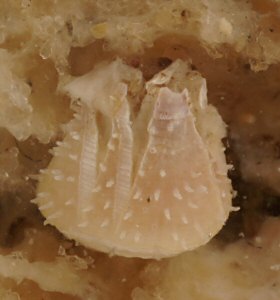 Acasta spongites