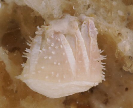 Acasta spongites