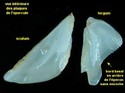 Amphibalanus improvisus