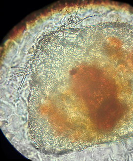 Diarthrodes feldmanni ?