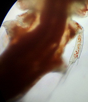 Hersiliodes latericius