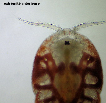 Hersiliodes latericius