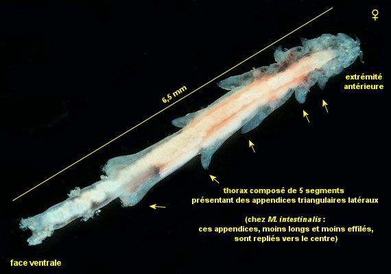 Mytilicola orientalis