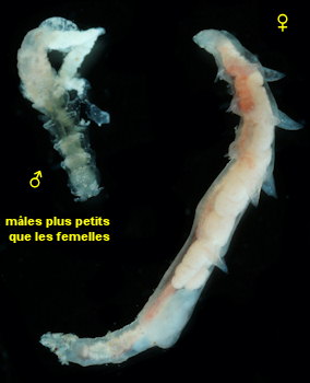 Mytilicola orientalis