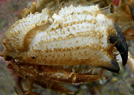 Atelecyclus undecimdentatus