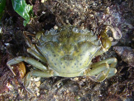 Carcinus maenas