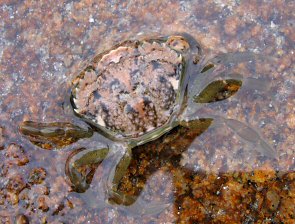 Carcinus maenas