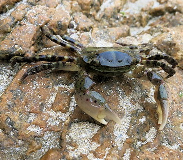 Hemigrapsus sanguineus