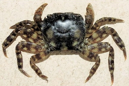 Hemigrapsus sanguineus