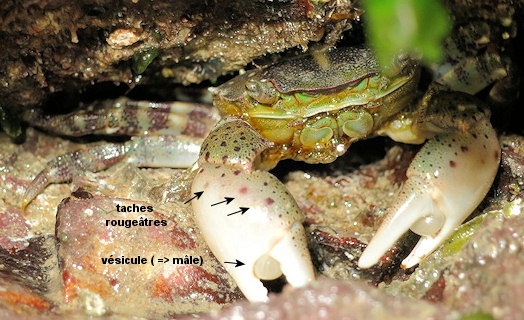 Hemigrapsus sanguineus