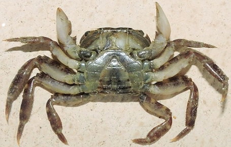 Hemigrapsus sanguineus