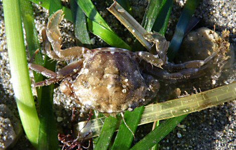 Liocarcinus navigator