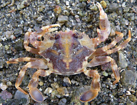 Liocarcinus depurator