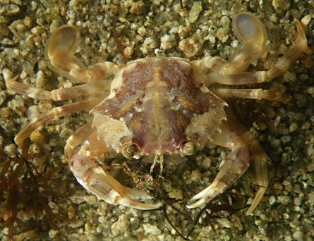 Liocarcinus depurator