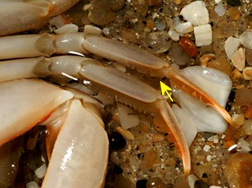 Liocarcinus holsatus