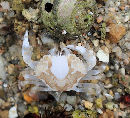 Liocarcinus marmoreus