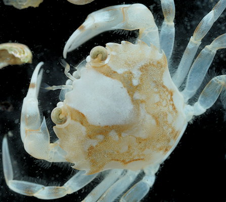 Liocarcinus marmoreus