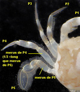 Liocarcinus marmoreus