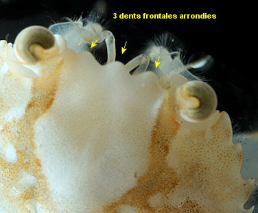 Liocarcinus marmoreus