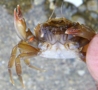 Liocarcinus navigator