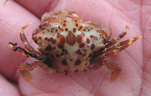 Liocarcinus pusillus