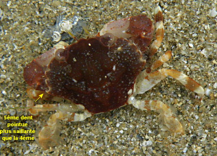 Liocarcinus pusillus