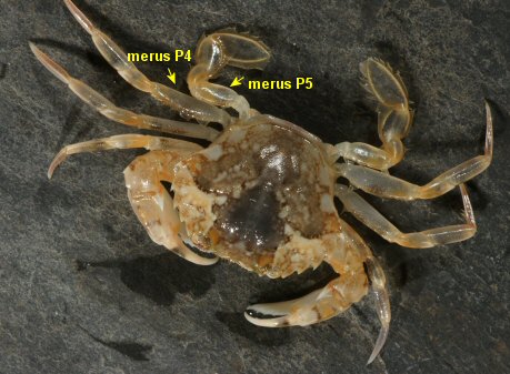 Liocarcinus vernalis