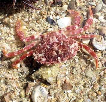 Polybius corrugatus