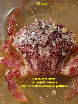 Polybius corrugatus