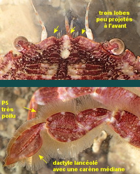 Polybius corrugatus