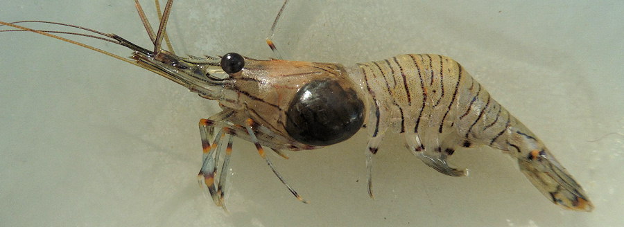 Palaemon serratus et Bopyrus squillarum