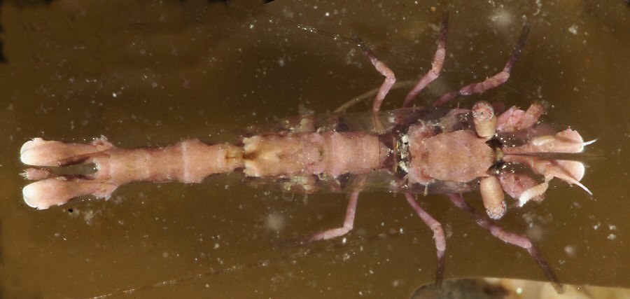 Hippolyte leptocerus