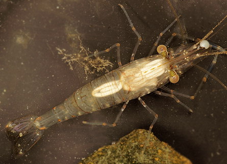 Palaemon elegans et Nectonema agile