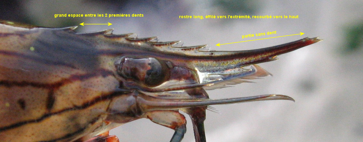 Palaemon serratus